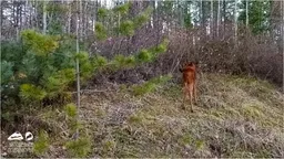 Новорождённого лосёнка заметили в нацпарке Бурятии